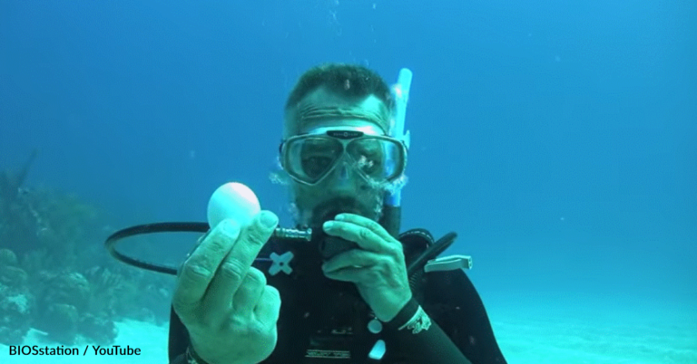 Watch An Egg Being Cracked Under Water