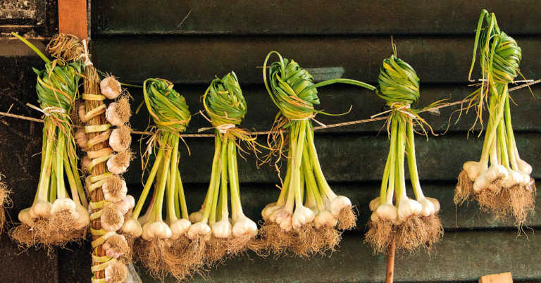 Does Garlic Really Only Repel Vampires? Or Can We Use It For Other Things Like Insects?