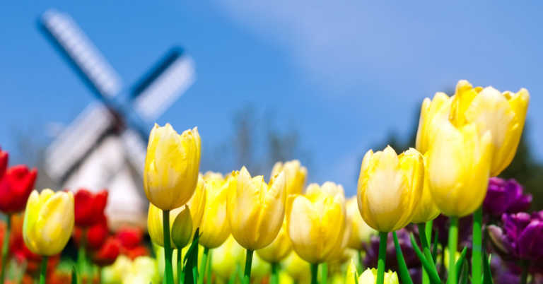 Buying Tulips Was One Of The First Recorded Trendy Crazes