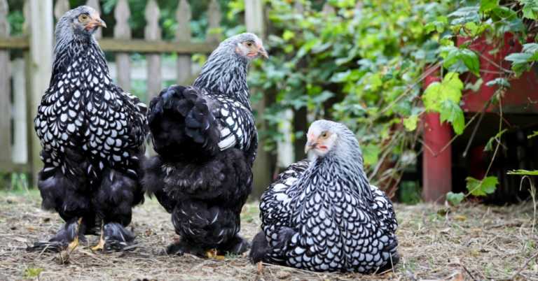 Raising Chickens for Beginners: What You Must Know