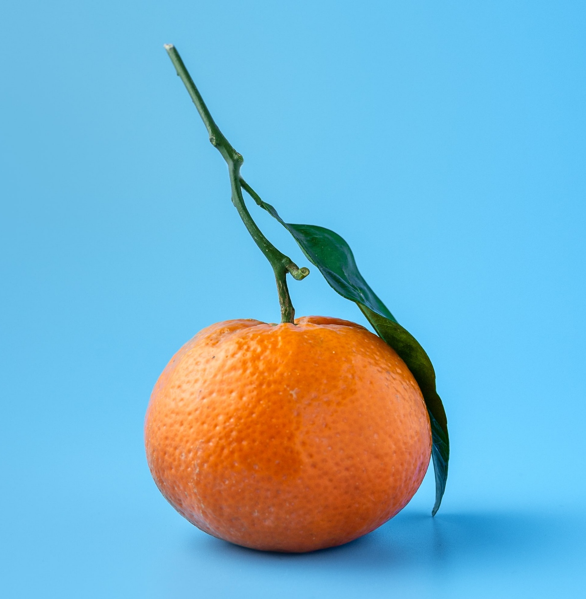 orange fruit on blue background