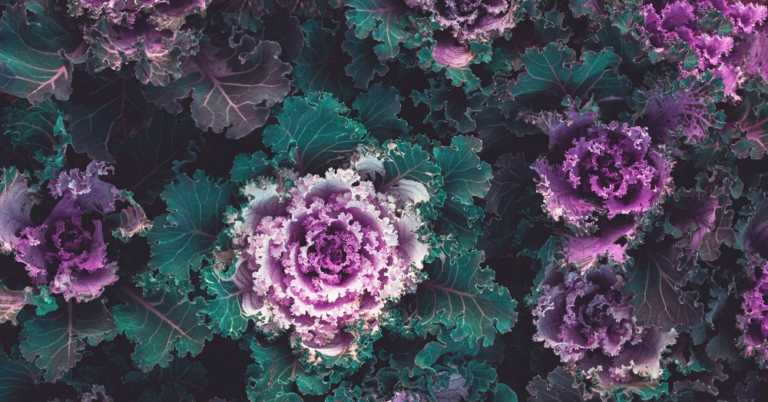 Is Our Produce Less Nutritious Than It Was for Previous Generations?