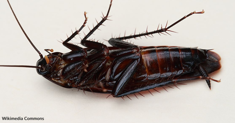 Would You Let Cockroaches Take Over Your Home For A Month For $2000?
