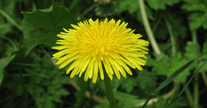 Farmer Shares How To Use Dandelions As An Indicator Of Soil Conditions ...