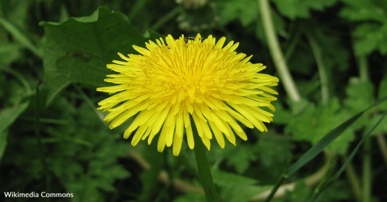 Farmer Shares How To Use Dandelions As An Indicator Of Soil Conditions