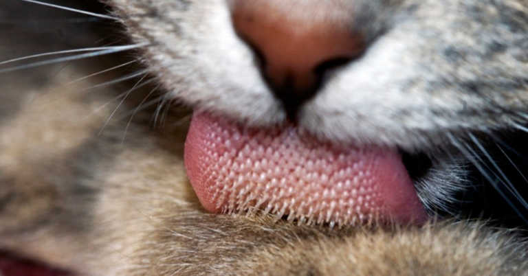 Why Does A Cat’s Tongue Feel Rough Like Sandpaper?