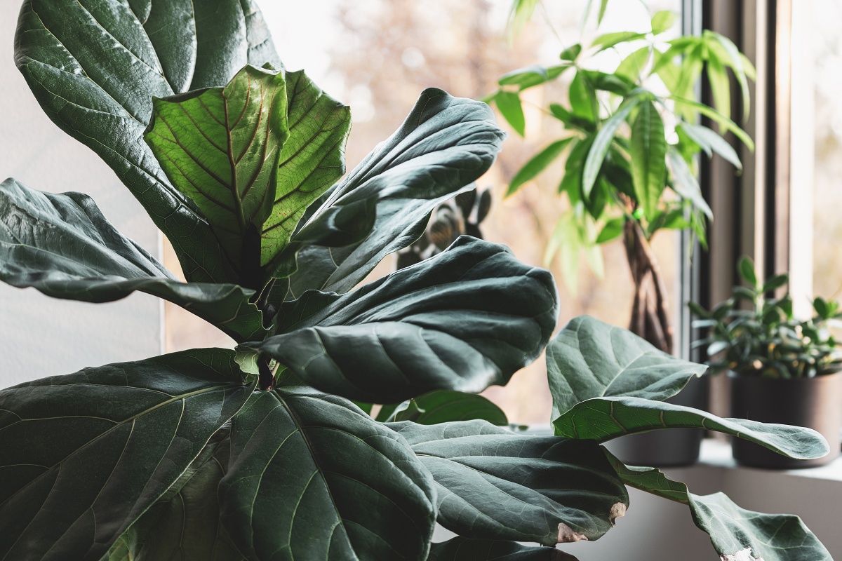 fiddle leaf fig next to other indoor plants