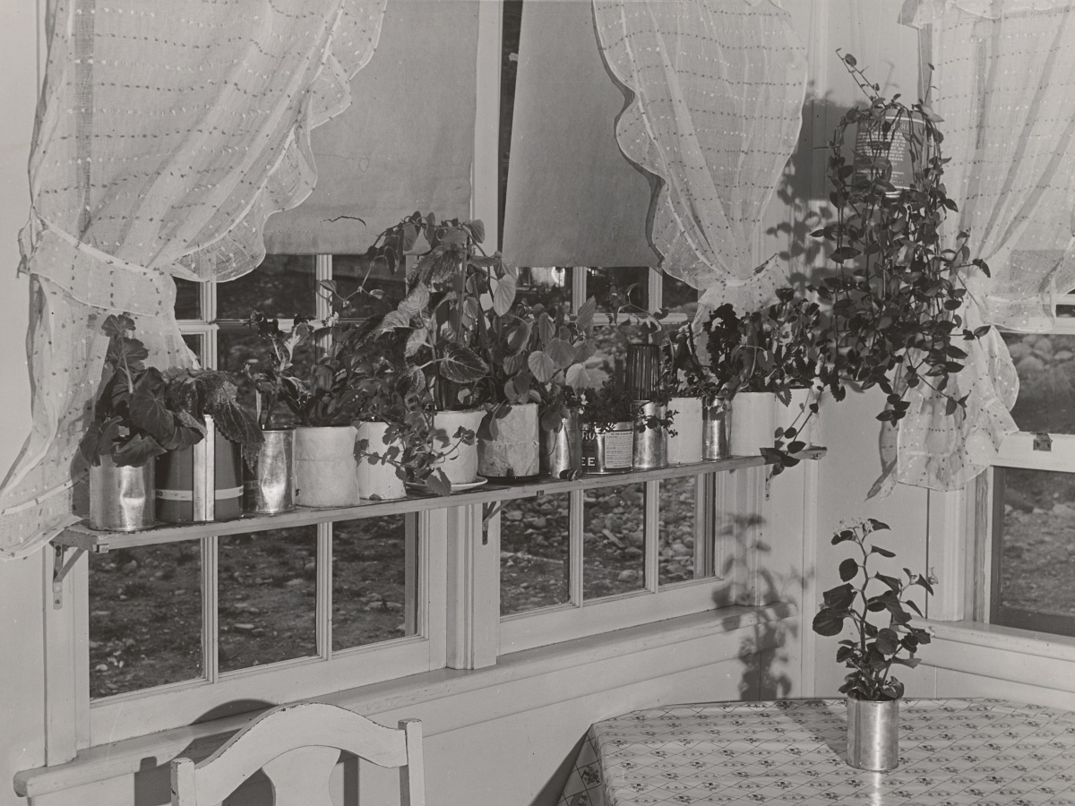 1940s plant collection in tin cans