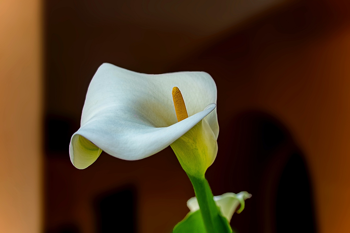 a single calla lily
