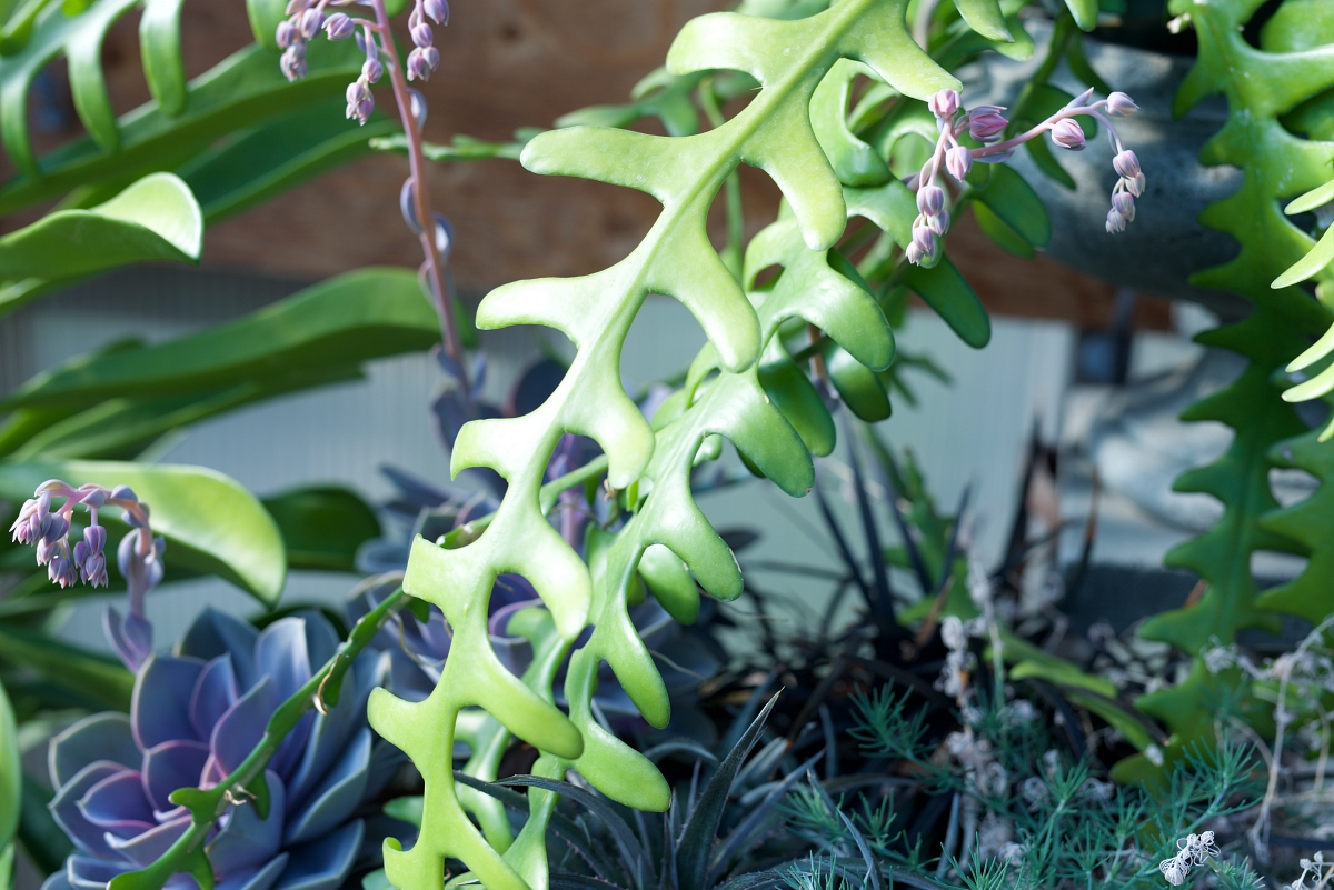 fishbone cactus among other plants