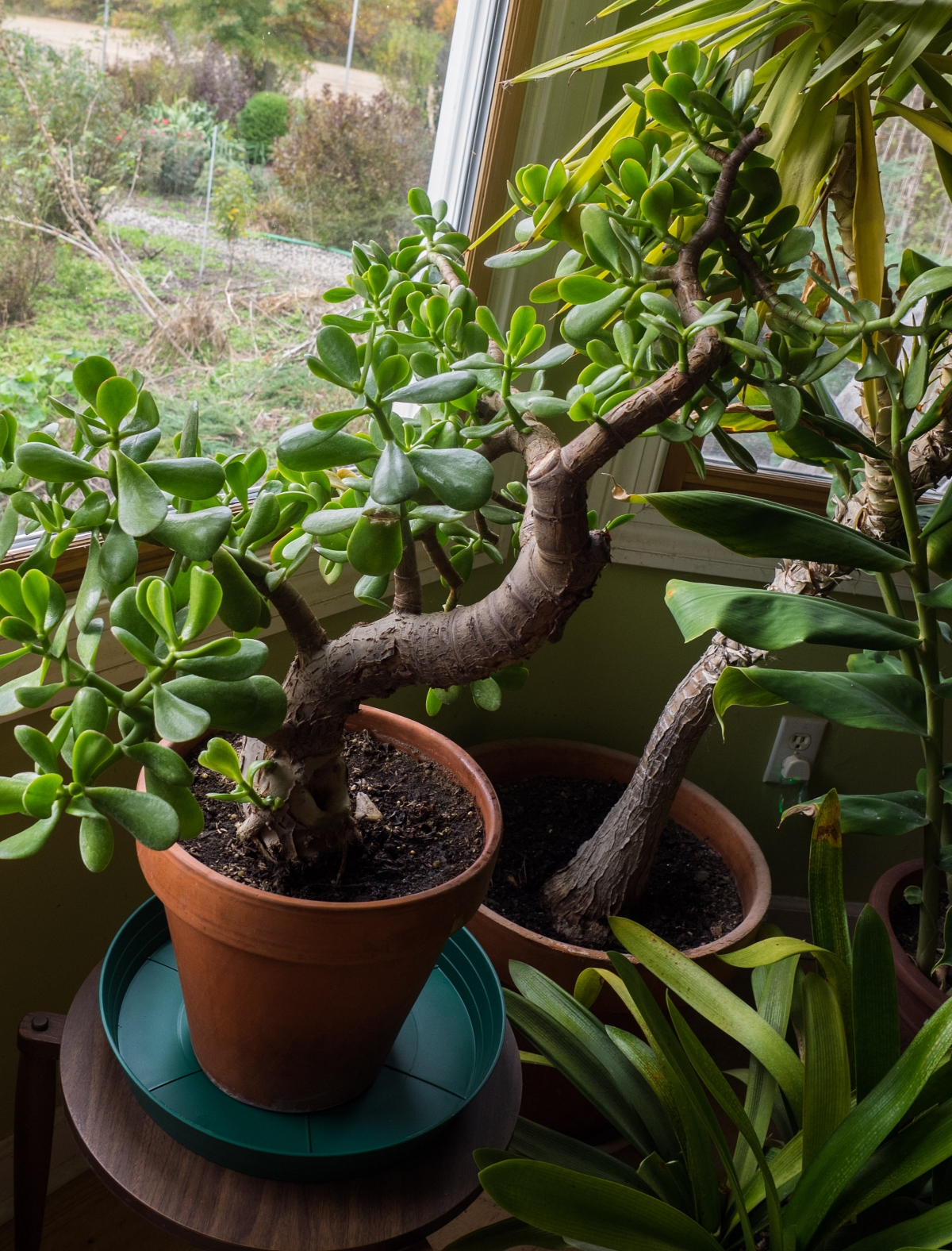 jade potted houseplant