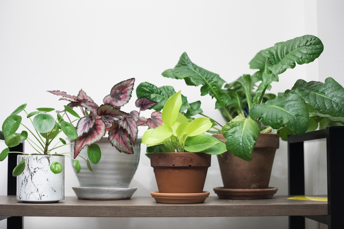 shelf of houseplants