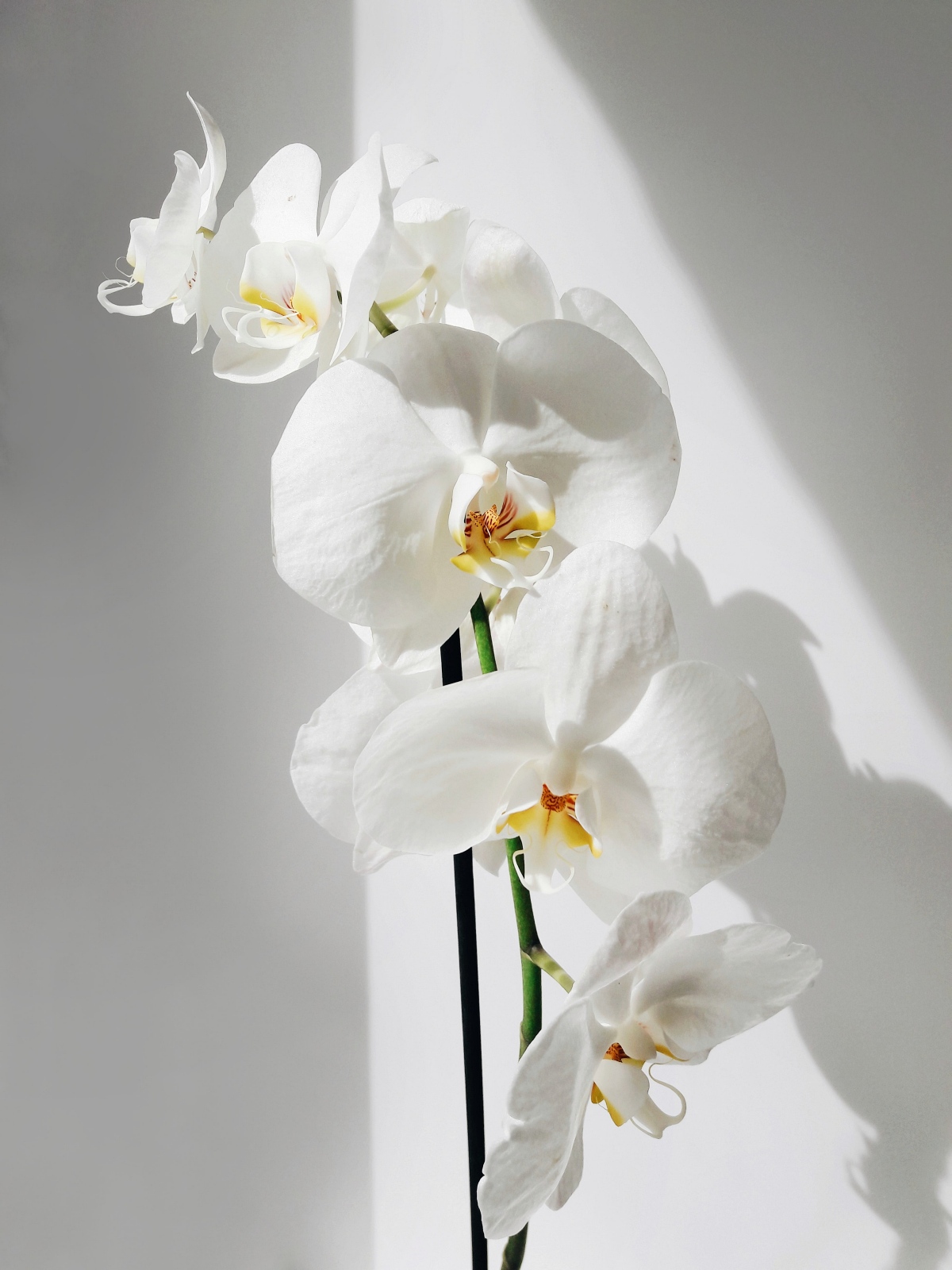 white orchid blossoms on plant
