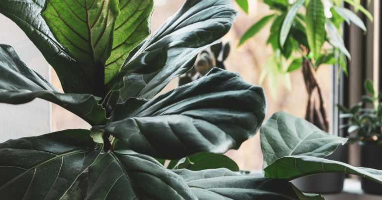 The Most Popular Houseplants By Decade