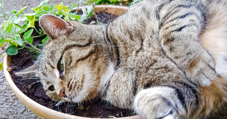 Why Do Cats Like Catnip?