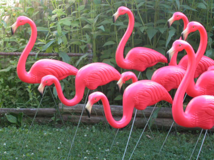 What Happened To Plastic Flamingos? 12 Tomatoes
