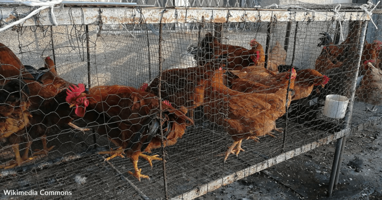 Cannabis May Help Reduce Antibiotic Use On Chicken Farms