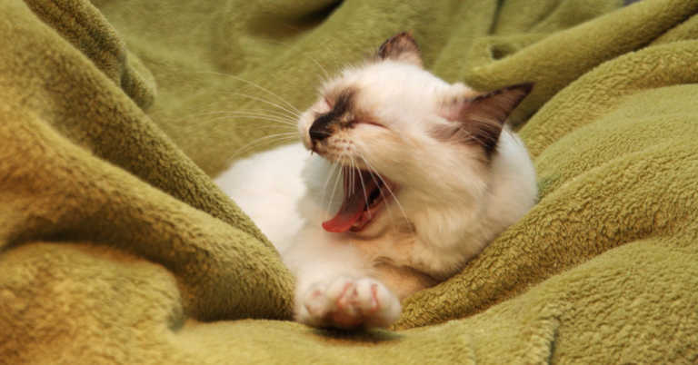 Why Is Yawning Contagious?