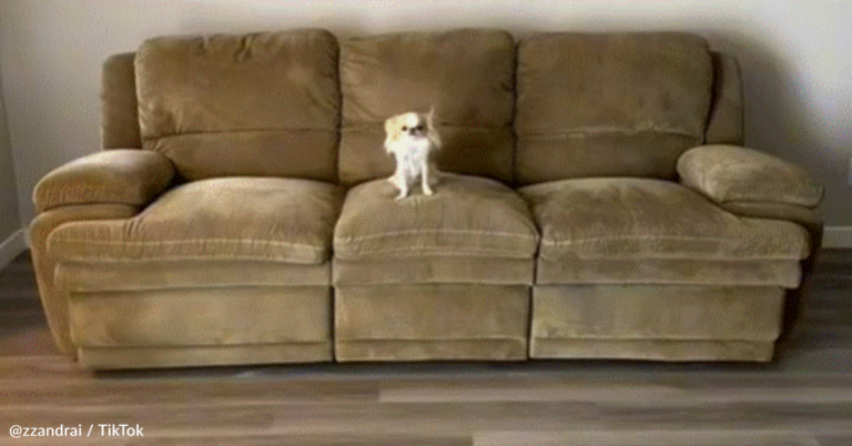 Woman Buys Secondhand Couch Only To Discover It’s A Totally Different Color