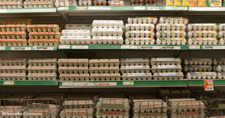 What The Labels On US Eggs Really Mean
