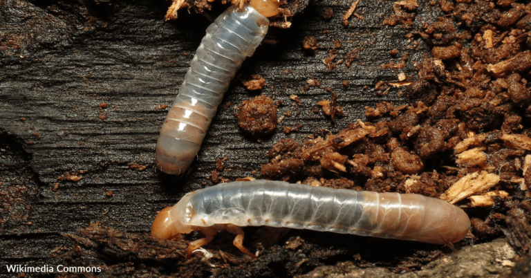 Scientists Claim “Worm Burgers” May Help Solve World Hunger