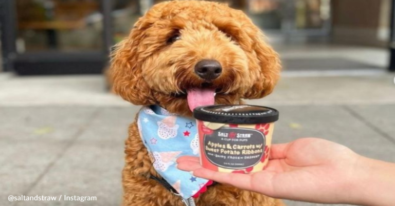Salt & Straw Ice Cream Rolls Out “Pup Cups” For Dogs