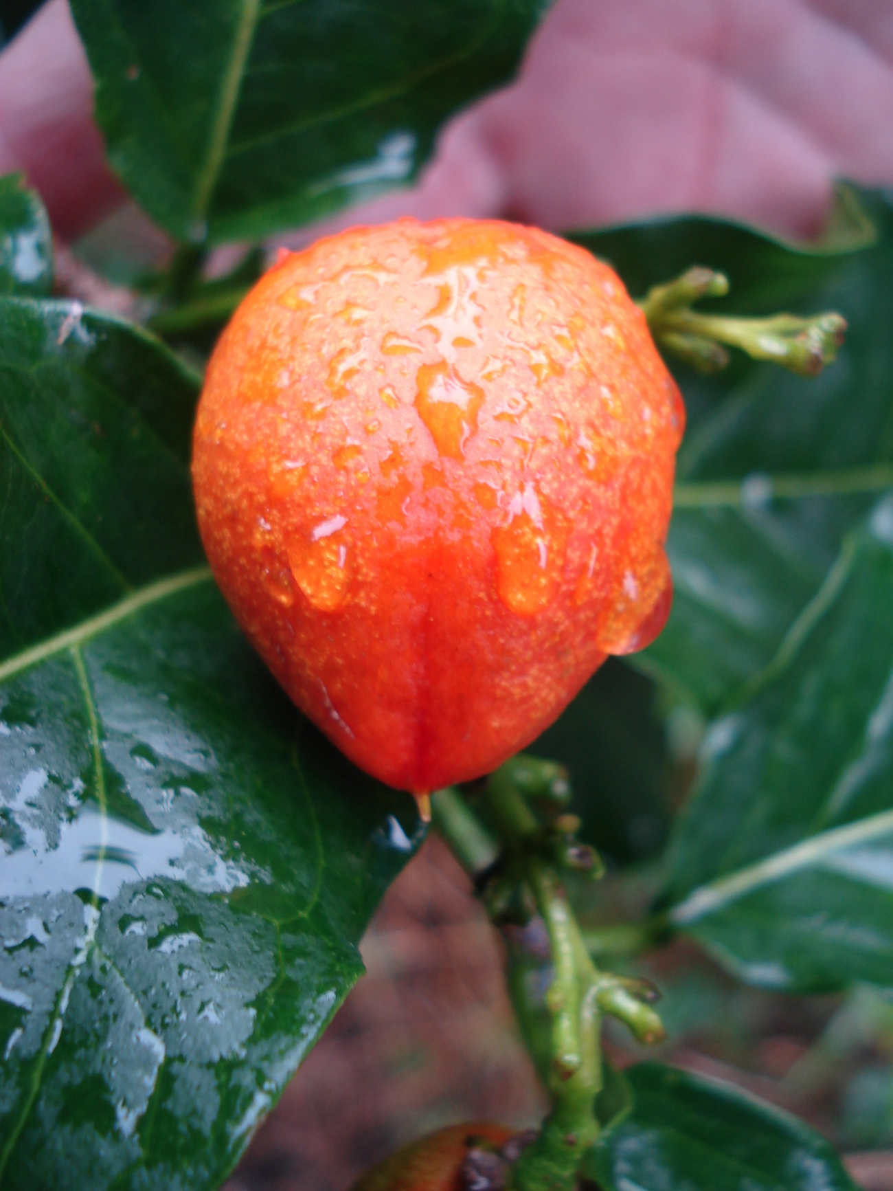 Peanut Butter Fruit? Yes It Has The Taste And Texture Of Peanut Butter