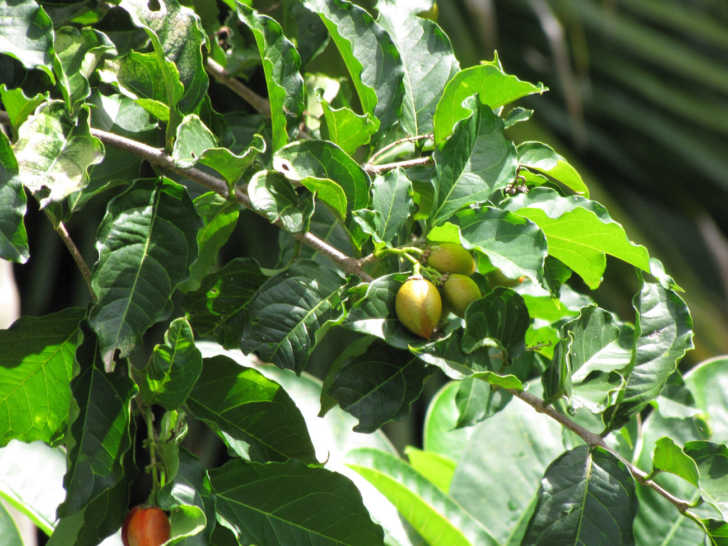 Peanut Butter Fruit? Yes It Has The Taste And Texture Of Peanut Butter