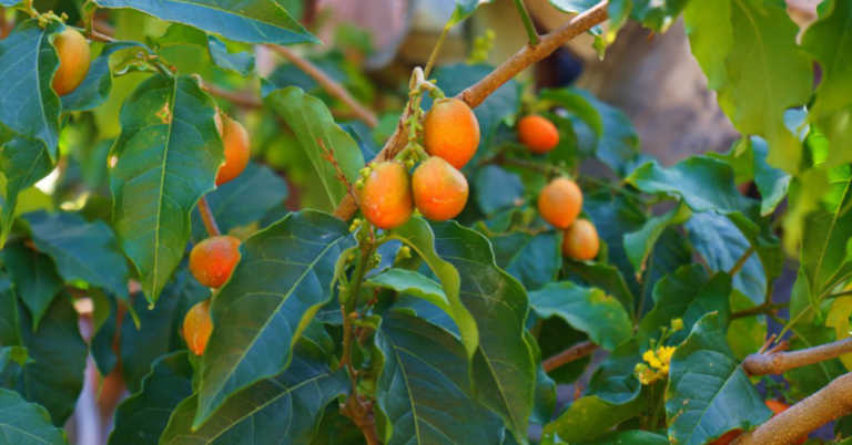 Peanut Butter Fruit? Yes It Has The Taste And Texture Of Peanut Butter