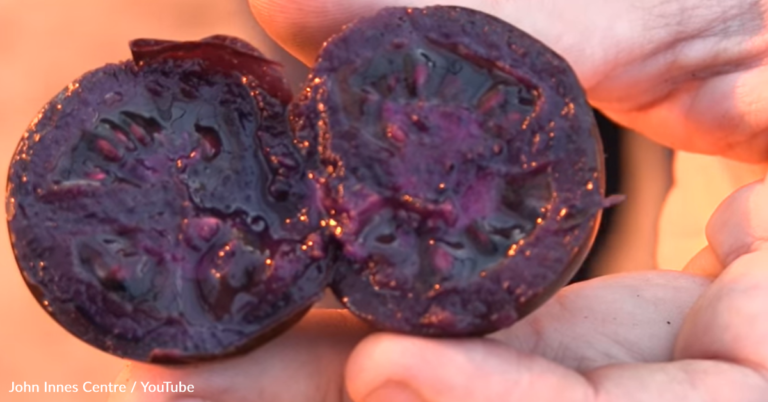 USDA Approves First Genetically-Modified Purple Tomato