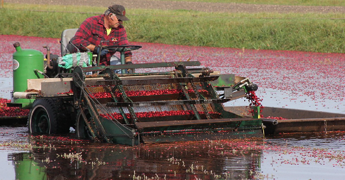 Looming Cranberry Shortage Could Ruin Thanksgiving Dinner Plans 12