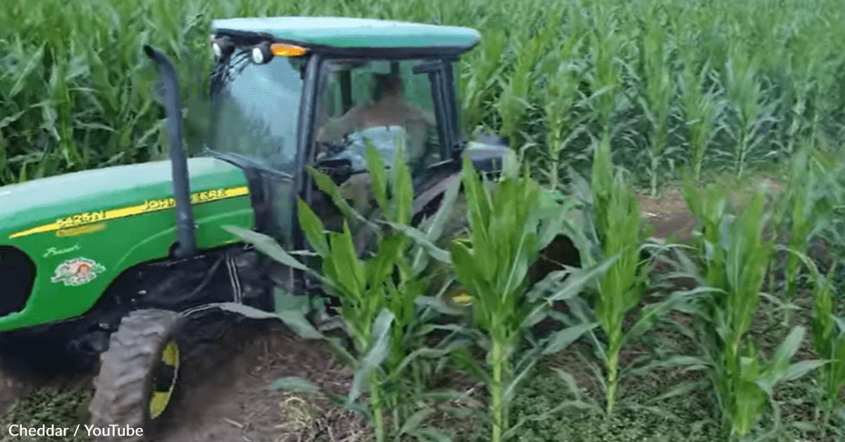 Farmers Share The Secrets Behind Intricate Cornfield Maze Designs 12