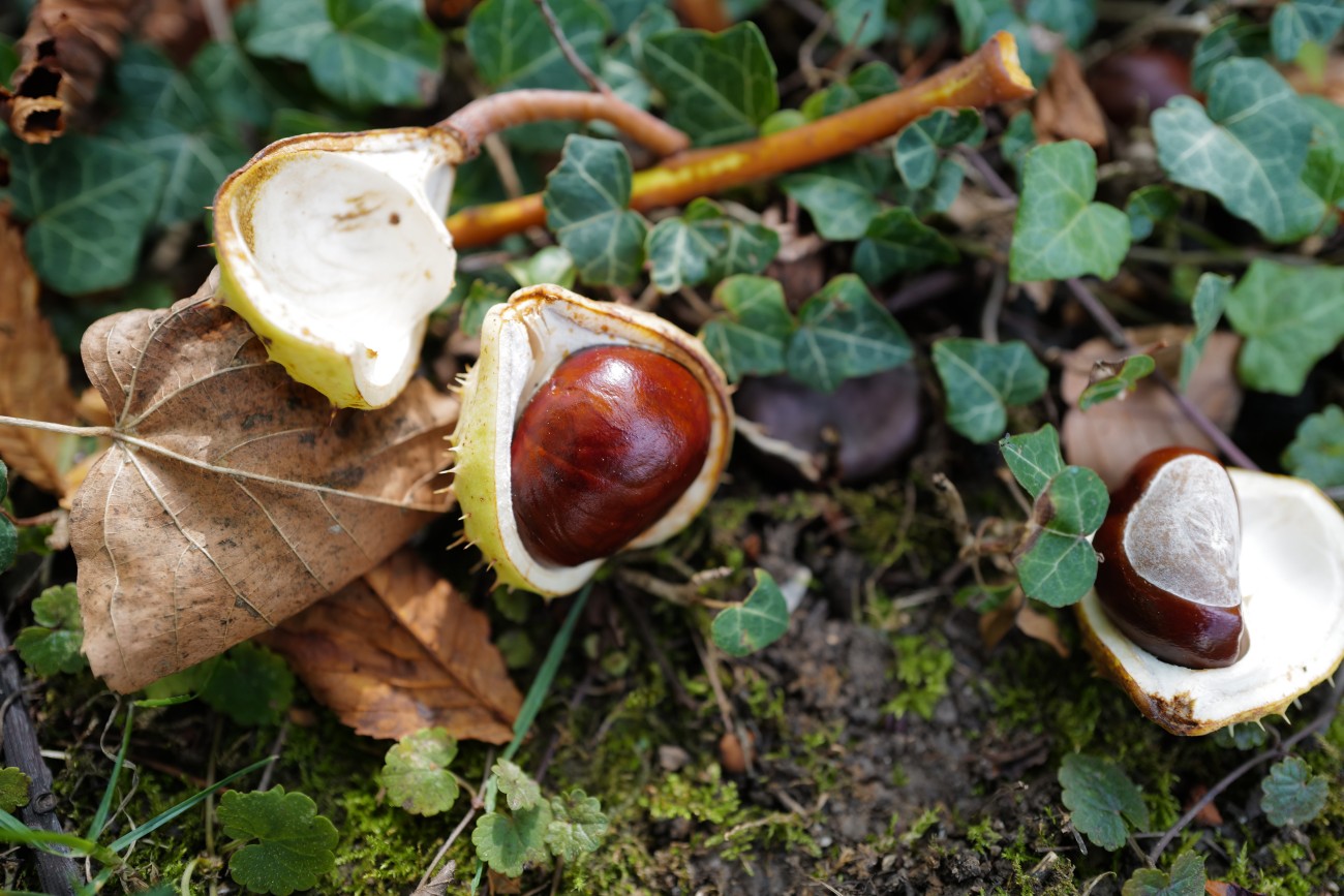 buckeyes on the forest floor