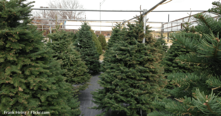 Experts Warn There May Be A Christmas Tree Shortage This Year