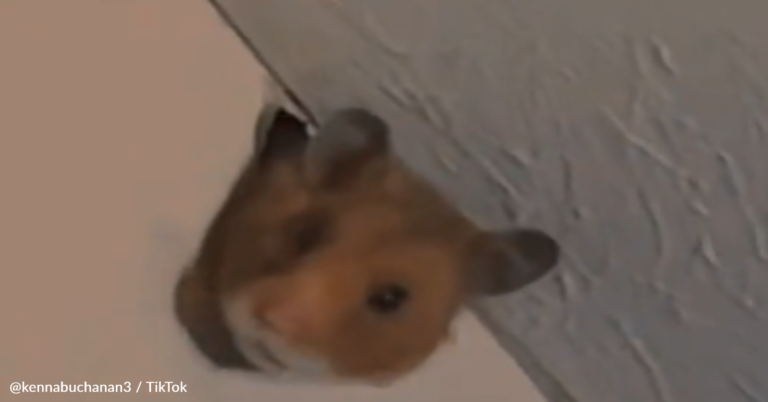 Woman Hears Weird Noise Coming From Wall And Discovers Unexpected Houseguest