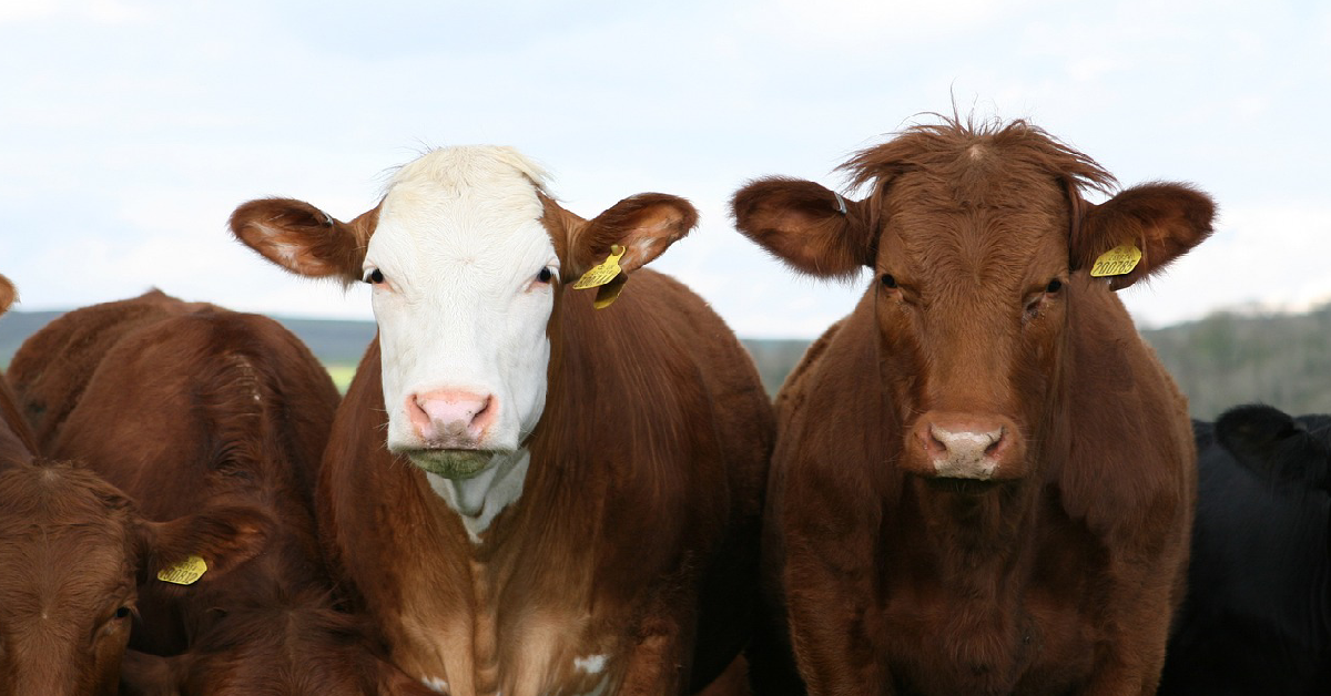 chocolate milk cows