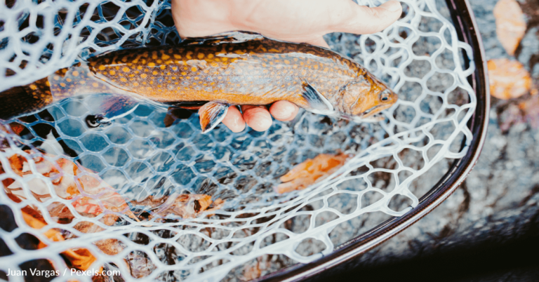Study Shows Consuming Just One Portion Of Freshwater Fish Could Be Toxic