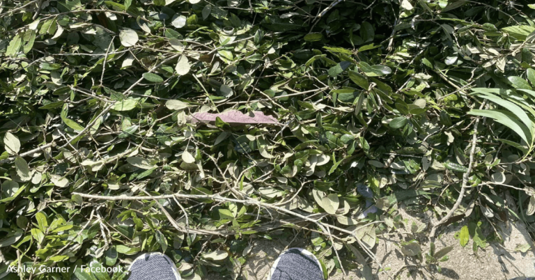 Woman Left “Speechless” After Spotting Something Shiny During Hurricane Cleanup