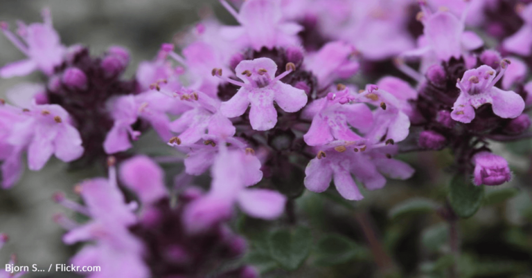 The Reason Homeowners Are Switching Out Lawn Grass For Red Creeping Thyme