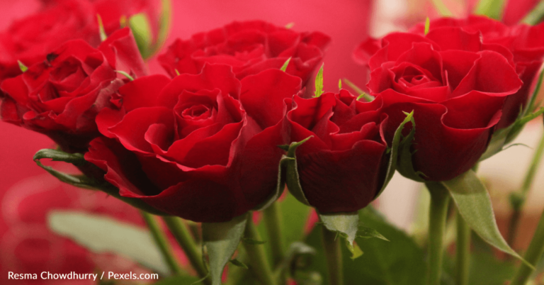 Florist Buys 800 Widows Flowers For Valentine’s Day