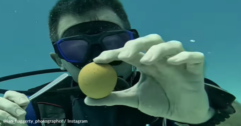 Diver Demonstrates What Happens When You Crack An Egg Deep Underwater