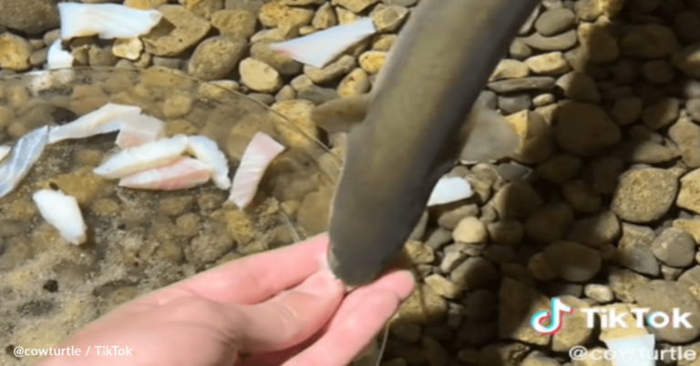 Man Creates Underground Eel Pit in His Home