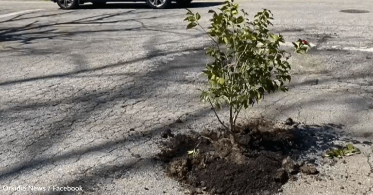Man Gets City’s Attention By Planting Tree In Pesky Pothole