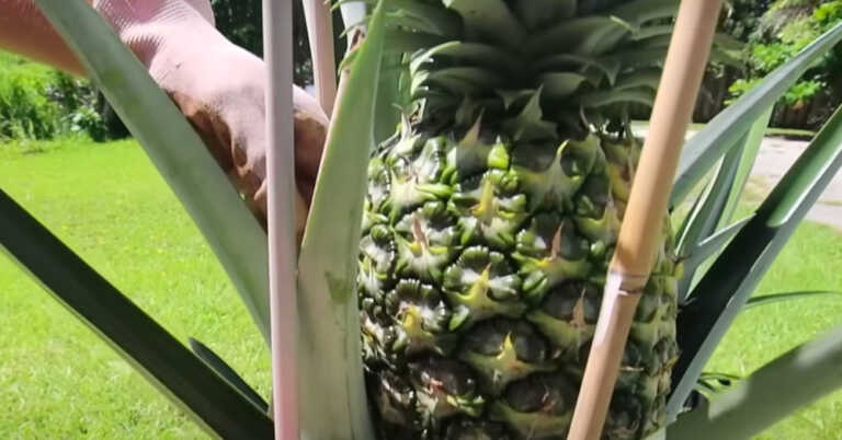 Grow A Pineapple From One You Buy In The Store