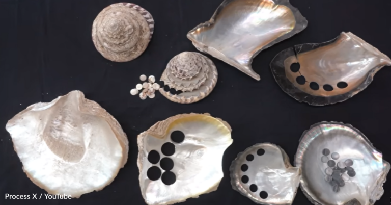 How Shells Are Turned Into Buttons