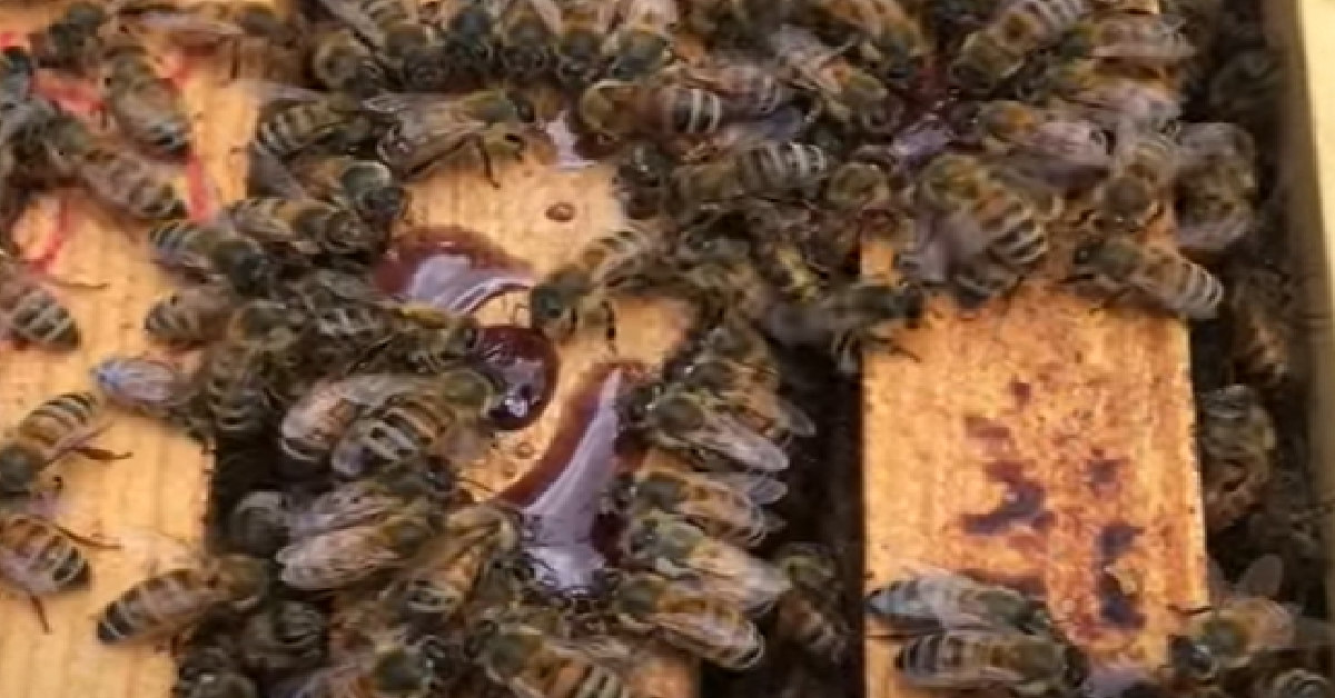 Baby Bees - Where are They? - Carolina Honeybees
