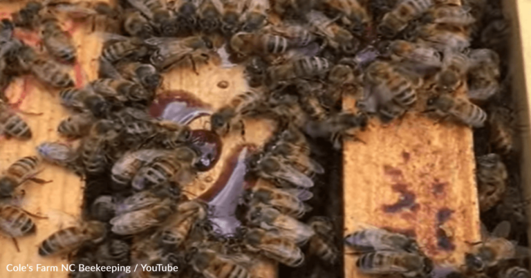 North Carolina Bees Are Producing Rare “Purple” Honey