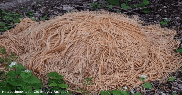 The Mystery Of The 500 Pounds Of Pasta Dumped By The New Jersey River Has Finally Been Solved
