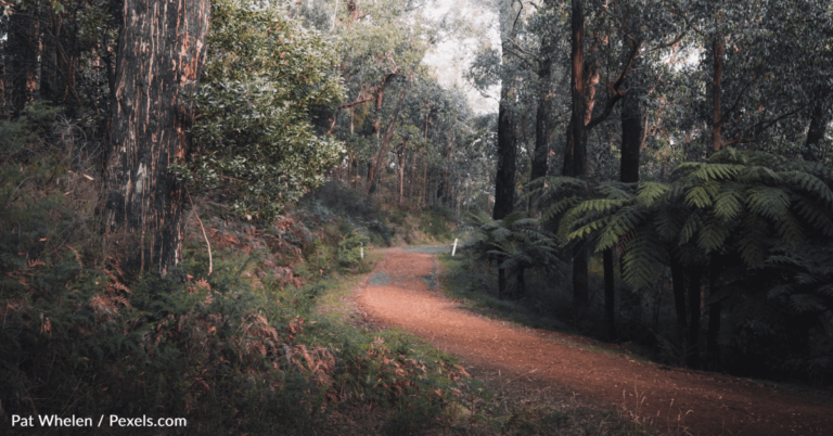 Woman Lost In Australian Bush For 5 Days Survived On Only Lollipops And Wine