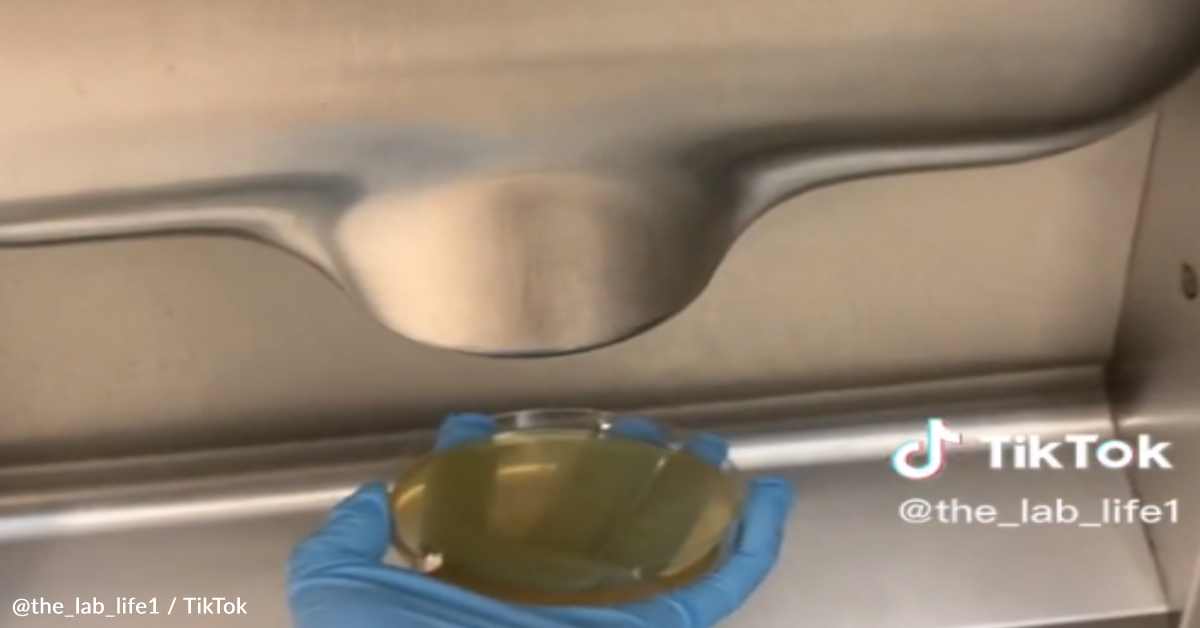 Viral TikTok Video Reveals The Dirty Truth About Bathroom Hand Dryers 12 Tomatoes